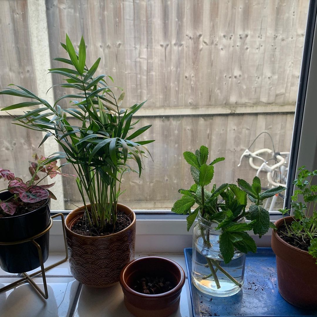 Georgia Post about her Plants